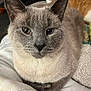 cat, gray_cat, blue_eyes, close_up, indoor, pet, feline, whiskers, ears, fur, resting, blanket, cozy, two_cats, ginger_cat, background, domestic_animal, animal, cute, relaxed
