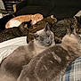 Blue And Giblet joined the competition — help win amazing prizes! cat, cats, sleeping, resting, cozy, pile, bed, fur, tabby, gray_cat, orange_cat, indoor, pet, animal, cute, curious, snuggling, multiple_cats, domestic_cat, relaxing