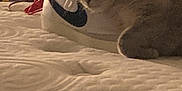 Blue And Giblet joined the competition — help win amazing prizes! cat, sneaker, shoe, mattress, bed, sleeping, indoor, furniture, fabric, texture, blurred_background, resting, pet, animal, cozy, casual, footwear, room, soft_lighting, domestic