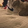 cat, sneaker, shoe, mattress, bed, sleeping, indoor, furniture, fabric, texture, blurred_background, resting, pet, animal, cozy, casual, footwear, room, soft_lighting, domestic