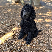 Bella participe au concours pour gagner de l'argent avec cette photo : dog, black_dog, curly_coat, poodle, sitting, pet, collar, outdoor, forest, woodland, trees, leaves, nature, animal_portrait, canine, floppy_ears, looking_at_camera, dappled_light, ground, photography