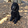 dog, black_dog, curly_coat, poodle, sitting, pet, collar, outdoor, forest, woodland, trees, leaves, nature, animal_portrait, canine, floppy_ears, looking_at_camera, dappled_light, ground, photography