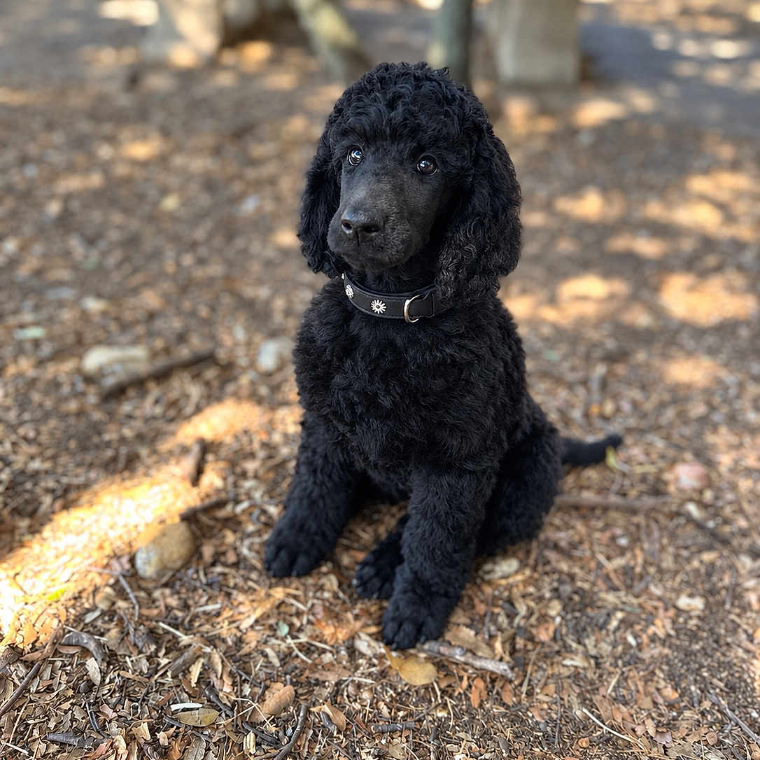 Bella