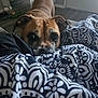 animal, bed, bedroom, blanket, boxer, bulldog, canine, dog, furniture, hound, indoors, pet, pitbull, puppy, quilt, room