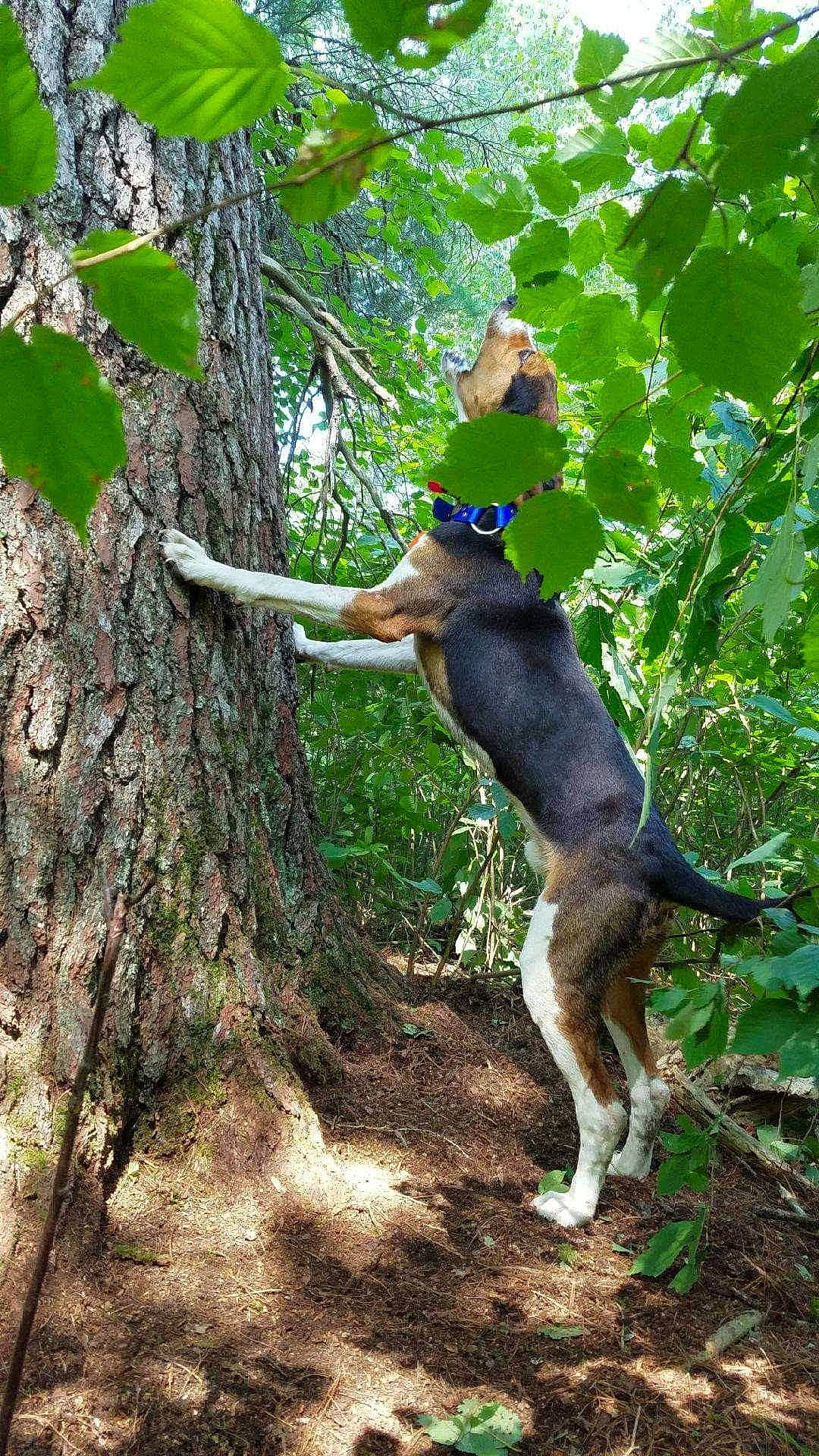 Rocky is registered to the contest to win money with this photo: branch, canidae, carnivore, dog, dog_breed, electric_blue, fawn, forest, leaf, plant, sporting_group, tail, terrestrial_animal, terrestrial_plant, tree, trunk, twig, wood, woodland, woody_plant