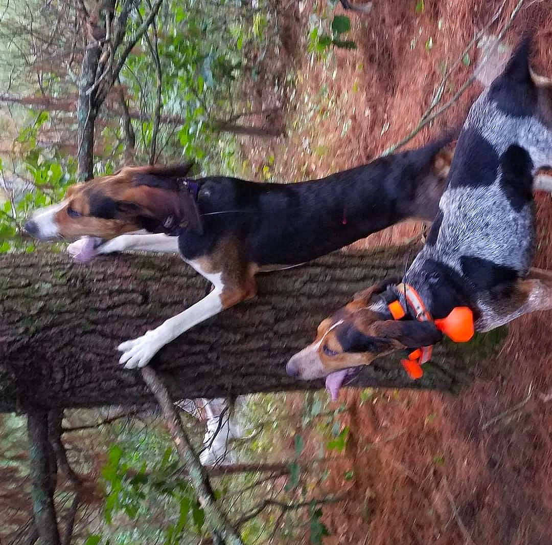 Rocky joined the competition — help win amazing prizes! adventure, canidae, carnivore, dobermann, dog, dog_breed, dog_supply, hound, hunting_dog, montenegrin_mountain_hound, plant, scent_hound, sporting_group, tail, terrestrial_animal, tree, wood, working_animal, working_dog