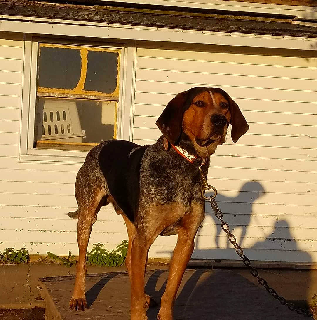 Slick is registered to the contest to win money with this photo: art, canidae, carnivore, collar, companion_dog, dog, dog_breed, dog_collar, dog_supply, fawn, hound, liver, pet_supply, plant, sporting_group, tail, terrestrial_animal, window, working_animal, working_dog