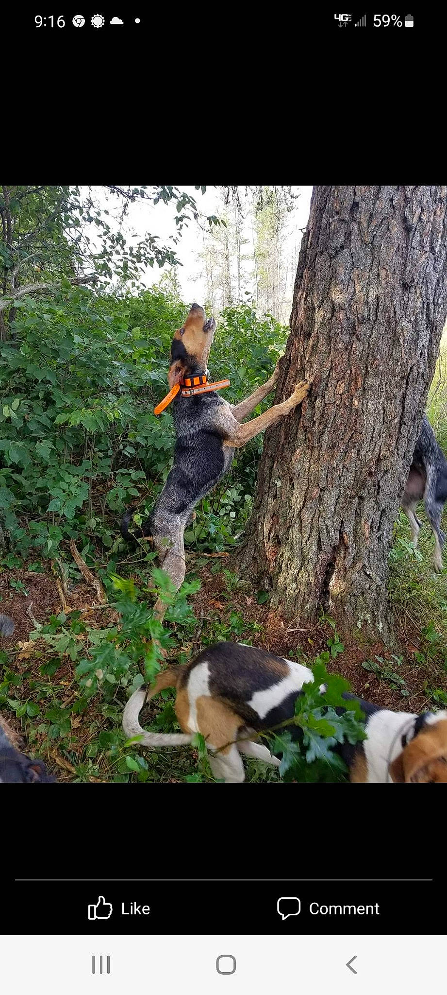 Slick is registered to the contest to win money with this photo: companion_dog, dog_breed, forest, grass, jungle, knee, leisure, people_in_nature, plant, recreation, shorts, soil, tail, terrestrial_plant, thigh, tree, trunk, wood, woodland, woody_plant