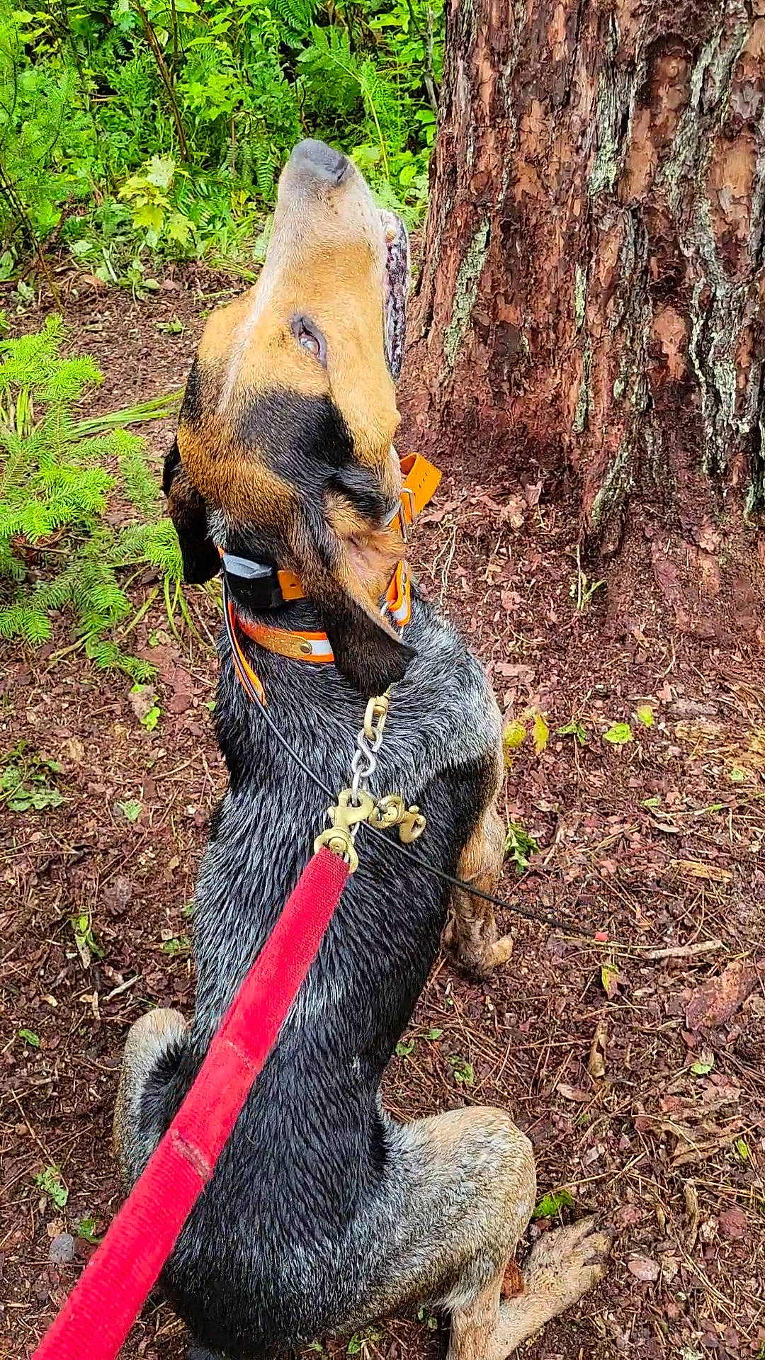 Slick is registered to the contest to win money with this photo: adventure, beak, canidae, carnivore, dog_breed, fawn, fur, grass, plant, scaled_reptile, snout, soil, sporting_group, tail, terrestrial_animal, terrestrial_plant, tree, trunk, wildlife, working_animal