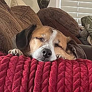 Scout joined the competition — help win amazing prizes! dog, beagle, sleeping, sleepy, resting, cozy, blanket, red_blanket, couch, cushions, indoors, home, living_room, window, blinds, decor, lamp, portrait, relaxed, cute