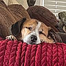 dog, beagle, sleeping, sleepy, resting, cozy, blanket, red_blanket, couch, cushions, indoors, home, living_room, window, blinds, decor, lamp, portrait, relaxed, cute
