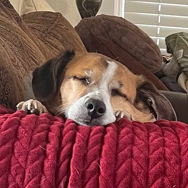 Scout