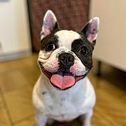 Newton a rejoint le concours — aidez-le/la à gagner de superbes lots ! animal, black_and_white, closeup, companion, cute, dog, domestic, ears_up, face, floor, french_bulldog, happy, indoor, pet, playful, sitting, smiling, tile, tongue_out, toy