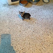 Minx is registered to the contest to win money with this photo: animal, blurred_background, cat, concrete_floor, cute, domestic, feline, floor, food_bowl, indoor, kitten, looking_up, meowing, pet, shadow, small, speckled_floor, standing, water_bowl, young
