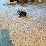 animal, blurred_background, cat, concrete_floor, cute, domestic, feline, floor, food_bowl, indoor, kitten, looking_up, meowing, pet, shadow, small, speckled_floor, standing, water_bowl, young