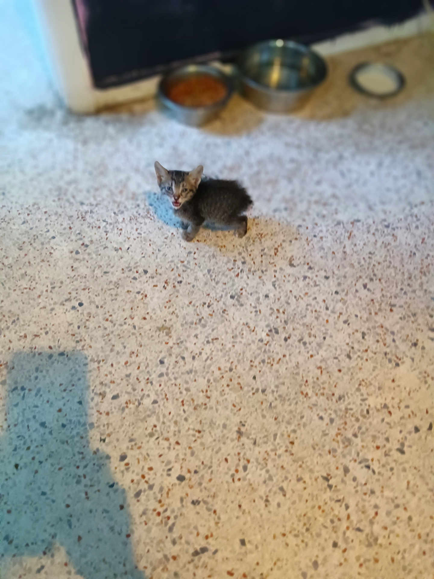 Minx is registered to the contest to win money with this photo: animal, blurred_background, cat, concrete_floor, cute, domestic, feline, floor, food_bowl, indoor, kitten, looking_up, meowing, pet, shadow, small, speckled_floor, standing, water_bowl, young