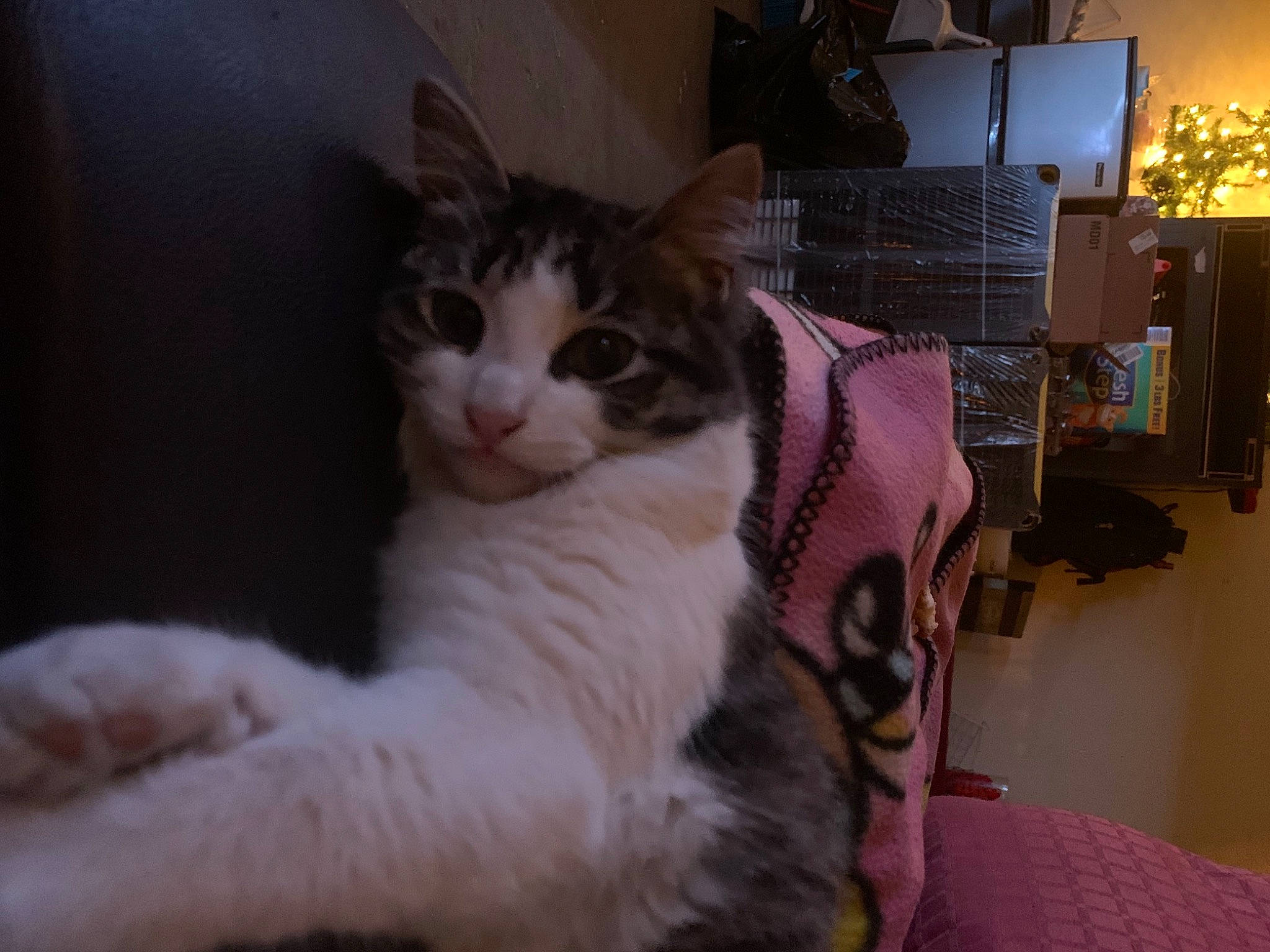 Chichi is registered to the contest to win money with this photo: carnivore, cat, comfort, domestic_short_haired_cat, felidae, fur, houseplant, paw, plant, small_to_medium_sized_cats, tail, whiskers