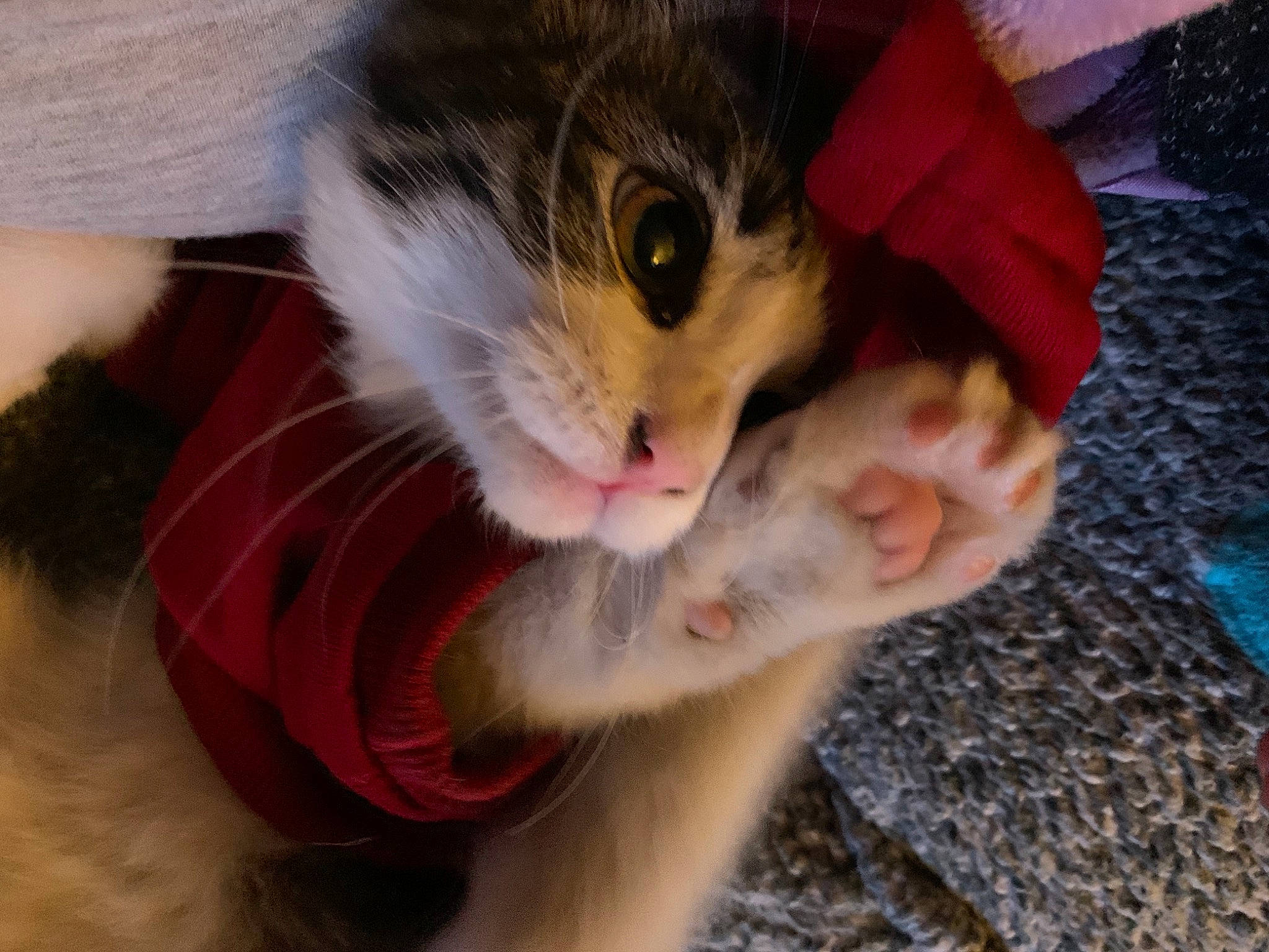 Chichi joined the competition — help win amazing prizes! carnivore, cat, domestic_short_haired_cat, ear, eye, fawn, felidae, fur, gesture, hand, happy, head, human_leg, paw, plant, small_to_medium_sized_cats, snout, tail, tree, whiskers