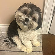 Teddy Grahams joined the competition — help win amazing prizes! adorable, animal, black_and_white, carpet, companion, curious, cute, dog, domestic, door, floor, fluffy, furry, head_tilt, indoor, pet, sitting, small_dog, striped_rug, wall