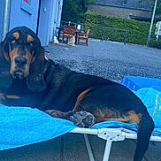 Shelby participe au concours pour gagner de l'argent avec cette photo : animal, basset_hound, beach_chair, blue_towel, building_wall, chair, daylight, dog, ears, fence, greenery, lounging, outdoor, pavement, paw, pet, quiet, relaxed, resting, tail