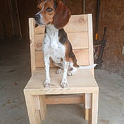Ruby joined the competition — help win amazing prizes! dog, beagle, puppy, wooden_chair, indoor, rustic, floor, ears, white_spots, brown_fur, black_fur, pet, animal, sitting, curious, paw, tail, wood, furniture, background