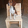dog, beagle, puppy, wooden_chair, indoor, rustic, floor, ears, white_spots, brown_fur, black_fur, pet, animal, sitting, curious, paw, tail, wood, furniture, background