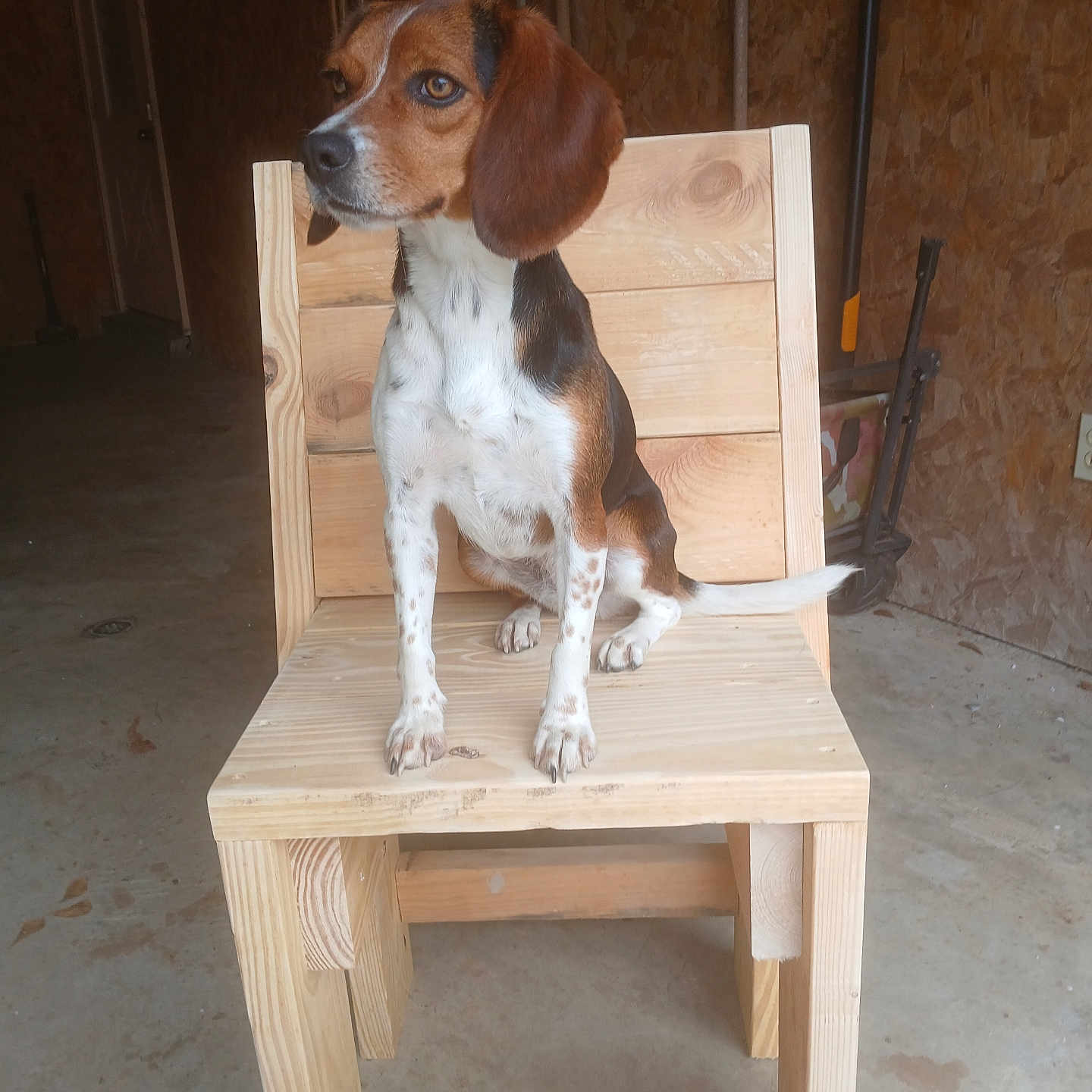 Ruby joined the competition — help win amazing prizes! animal, background, beagle, black_fur, brown_fur, curious, dog, ears, floor, furniture, indoor, paw, pet, puppy, rustic, sitting, tail, white_spots, wood, wooden_chair
