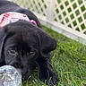 Georgia is registered to the contest to win money with this photo: puppy, black_dog, grass, toy, plastic_ball, outdoor, pet, cute, close_up, animal, young_dog, fence, playing, lying_down, fur, eyes, nature, daylight, focus, adorable