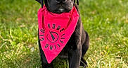 Georgia is registered to the contest to win money with this photo: puppy, dog, black_dog, bandana, grass, outdoor, pet, animal, cute, young_dog, sitting, portrait, fur, eyes, red_bandana, nature, summer, adorable, canine, front_view