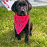 puppy, dog, black_dog, bandana, grass, outdoor, pet, animal, cute, young_dog, sitting, portrait, fur, eyes, red_bandana, nature, summer, adorable, canine, front_view