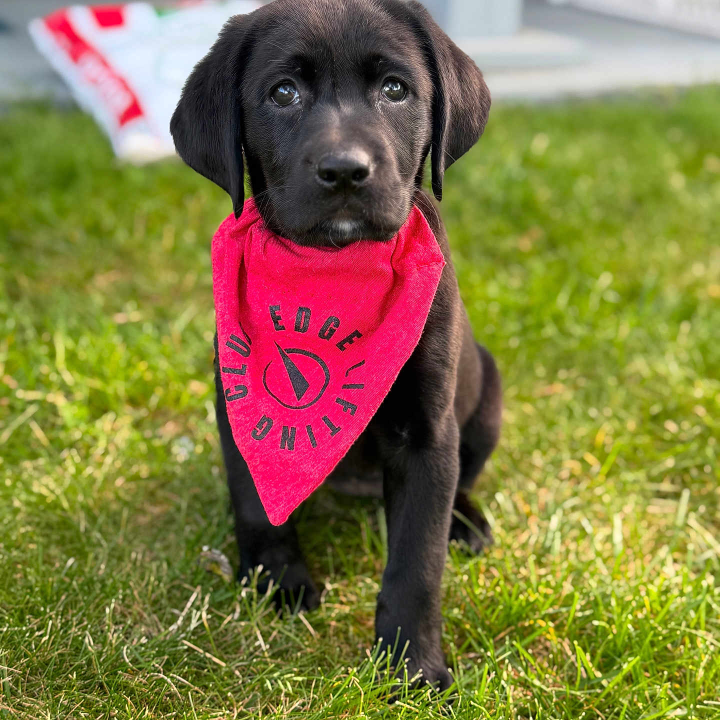 Georgia is registered to the contest to win money with this photo: puppy, dog, black_dog, bandana, grass, outdoor, pet, animal, cute, young_dog, sitting, portrait, fur, eyes, red_bandana, nature, summer, adorable, canine, front_view