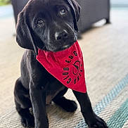 Georgia is registered to the contest to win money with this photo: puppy, dog, black_dog, bandana, red_bandana, pet, cute, sitting, indoor, carpet, floor, portrait, young_dog, animal, canine, looking_up, adorable, fur, ears, paw