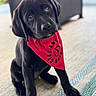 puppy, dog, black_dog, bandana, red_bandana, pet, cute, sitting, indoor, carpet, floor, portrait, young_dog, animal, canine, looking_up, adorable, fur, ears, paw
