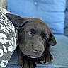 Georgia is registered to the contest to win money with this photo: puppy, dog, sleeping, black_dog, couch, blue_couch, pillow, patterned_pillow, nap, cute, pet, animal, closeup, indoor, rest, relaxation, fur, adorable, domestic_animal, sleep
