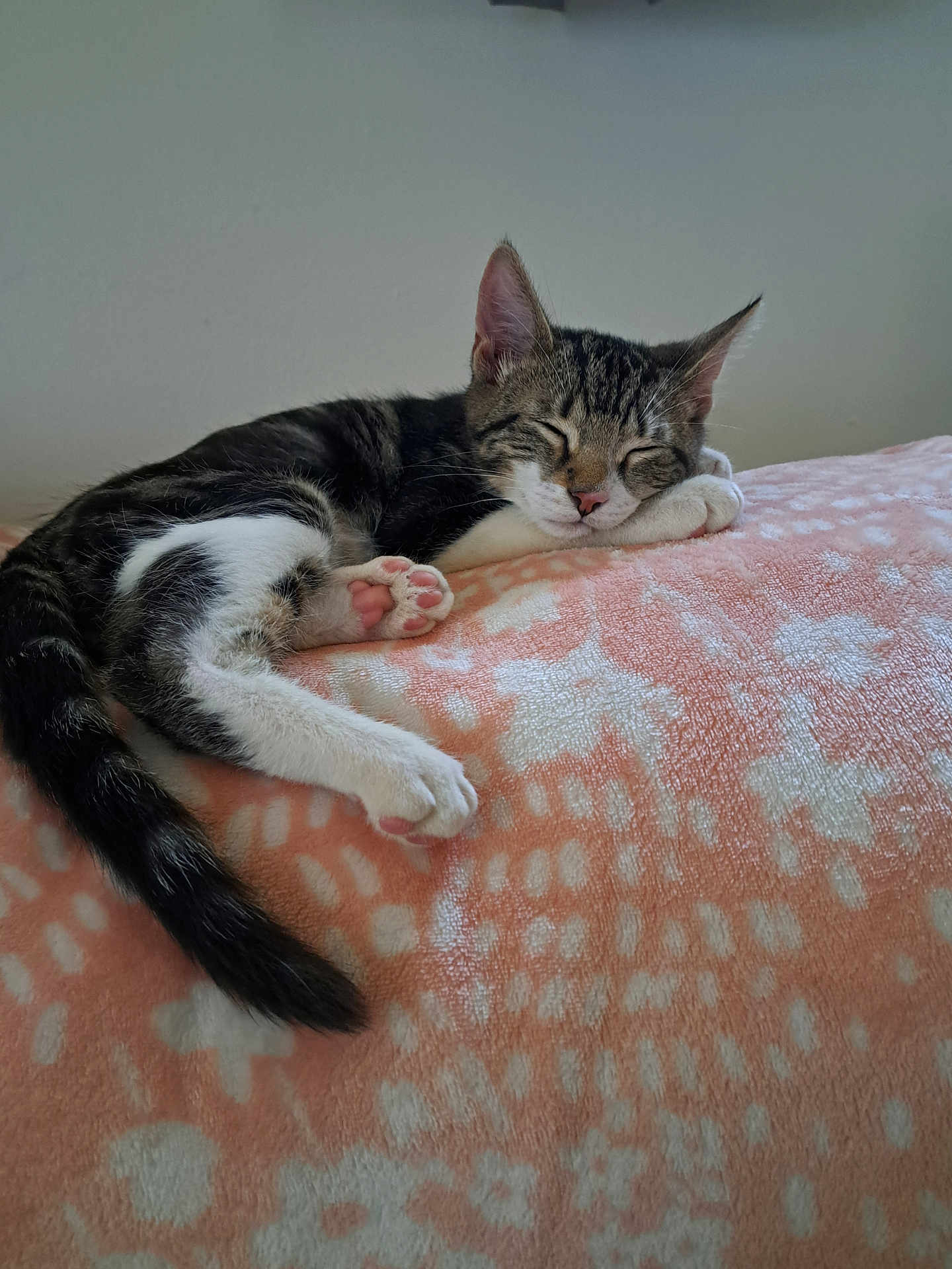 Apollo is registered to the contest to win money with this photo: cat, kitten, sleeping, tabby, paw, pink_paw_pads, blanket, patterned_blanket, indoor, resting, cute, fur, whiskers, tail, relaxed, pet, animal, cozy, soft, peaceful