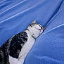 Apollo joined the competition — help win amazing prizes! cat, sleeping, blue_blanket, cozy, pet, fur, relaxed, indoor, resting, whiskers, tabby, white_paws, collar, cute, animal, domestic, feline, bed, comfort, nap