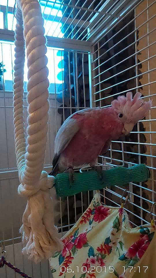 Bella