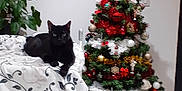 Shadow a rejoint le concours — aidez-le/la à gagner de superbes lots ! black_cat, cat, christmas_tree, ornament, tinsel, blanket, bedding, picture_frame, wall_photos, plant, indoor, holiday, festive, decoration, tile_floor, sleigh, santa_ornament, furniture, cozy, pet