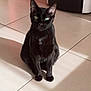 Shadow participe au concours pour gagner de l'argent avec cette photo : black_cat, cat, feline, pet, green_eyes, sitting, indoor, tile_floor, shadow, sunlight, whiskers, ears, paws, portrait, staring, kitchen, appliance, domestic_animal, sleek, black_fur