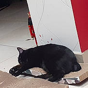 Shadow participe au concours pour gagner de l'argent avec cette photo : cat, black_cat, pet, sleeping, indoor, tile_floor, scratcher, toy, nutcracker, wall, red_wall, corner, paw, ear, whiskers, cozy, home_interior, resting, furniture, playful