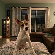 Krystal joined the competition — help win amazing prizes! animal, blanket, brown_couch, cozy, curtains, cute, decor, dog, ears, furniture, home, indoor, living_room, looking, pet, relaxed, sitting, white_dog, window, wood_floor