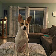 Krystal joined the competition — help win amazing prizes! dog, pet, living_room, blanket, couch, furniture, curtains, window, clock, floor, ears, indoor, animal, canine, brown, white, cabinet, home, cozy, portrait