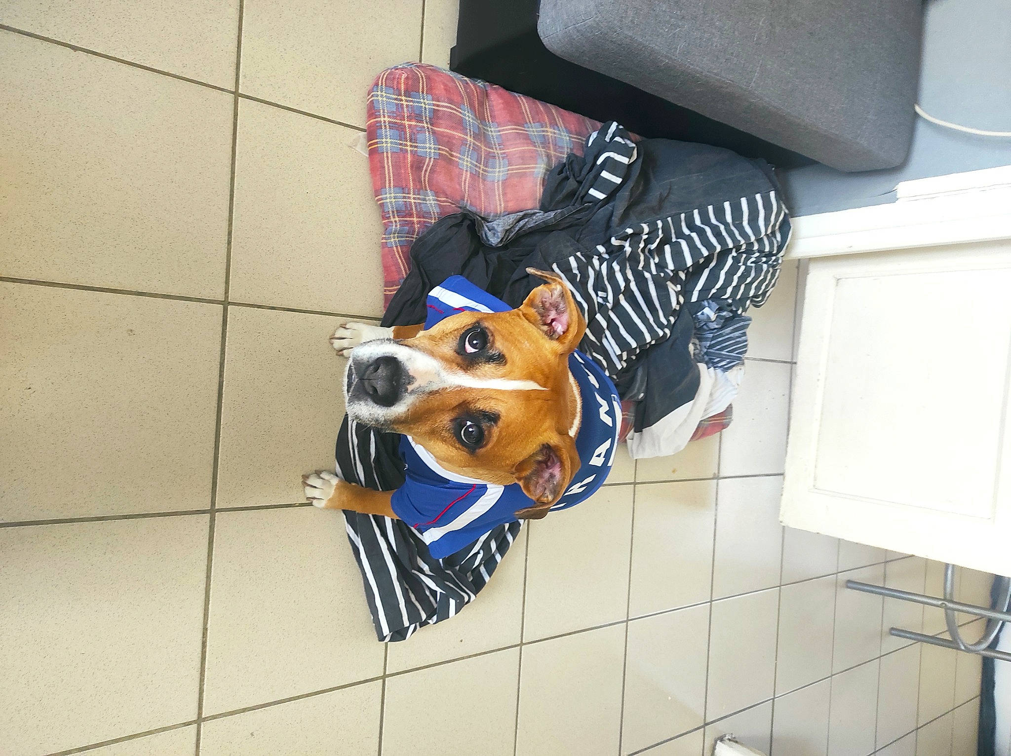 Kaina participe au concours pour gagner de l'argent avec cette photo : art, canidae, carmine, carnivore, companion_dog, dog, dog_supply, electric_blue, fashion_accessory, floor, flooring, font, hat, pattern, personal_protective_equipment, room, sporting_group, sports_gear, sportswear, sunglasses