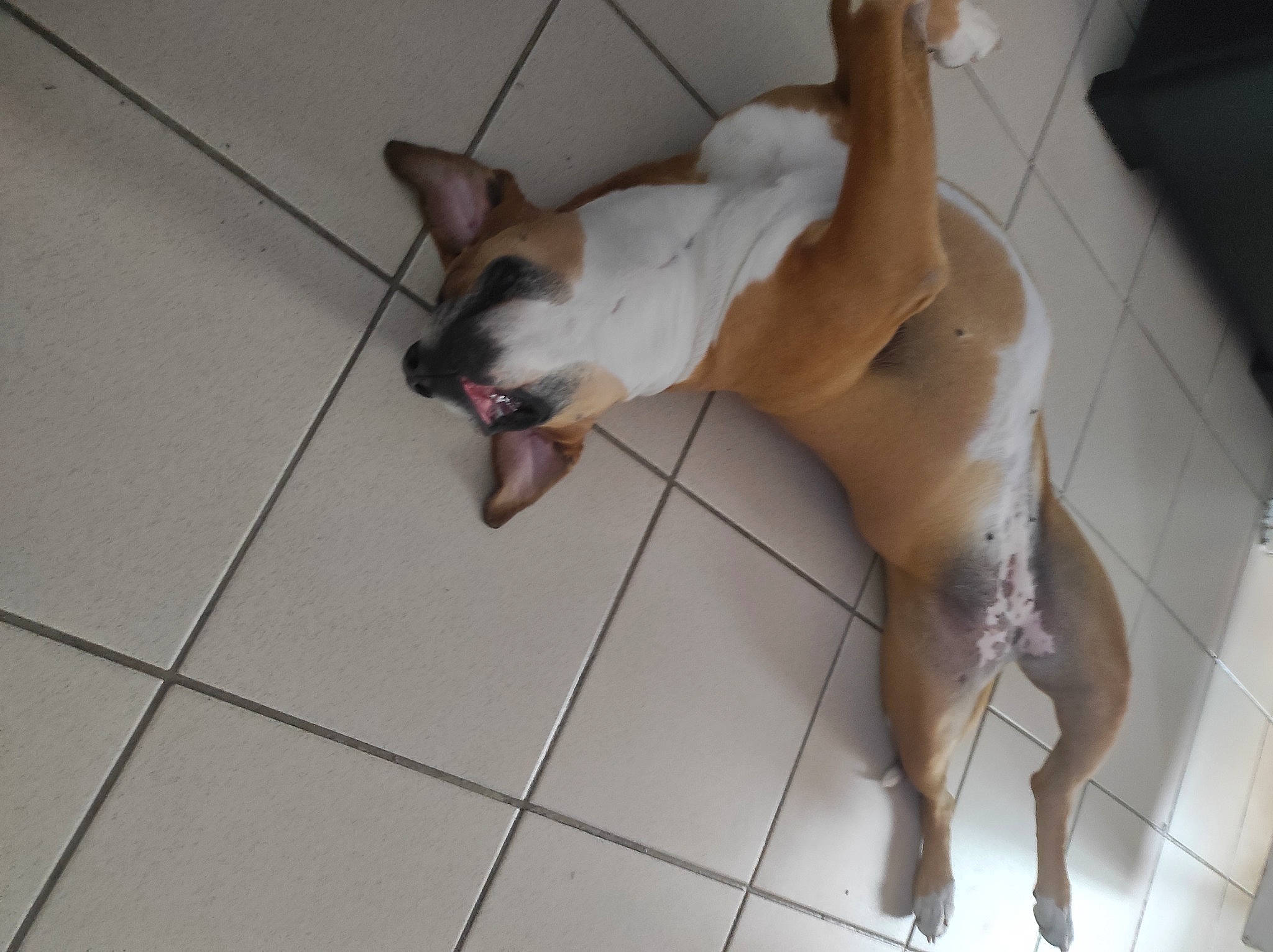 Kaina a rejoint le concours — aidez-le/la à gagner de superbes lots ! carnivore, comfort, companion_dog, dog, dog_breed, fawn, floor, flooring, foot, hardwood, human_leg, knee, paw, snout, tail, thigh, tile_flooring, toy_dog, watch, working_animal