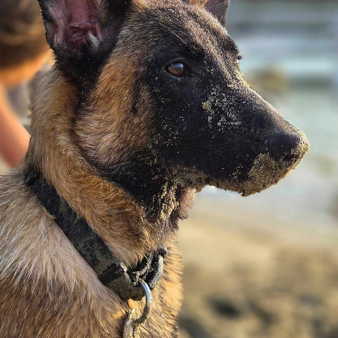 Orso participe au concours pour gagner de l'argent avec cette photo : dog, belgian_malinois, pet, animal, beach, shoreline, ocean, sand, outdoor, portrait, close_up, profile, upright_ears, short_fur, brown_fur, black_mask, leash, collar, wet_fur, sunlight