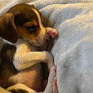 Princess joined the competition — help win amazing prizes! adorable, animal, blanket, closeup, cozy, cute, dog, fur, indoors, nose, paw, pet, puppy, resting, sleeping, snuggled, soft, tricolor, warm, young