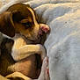 adorable, animal, blanket, closeup, cozy, cute, dog, fur, indoors, nose, paw, pet, puppy, resting, sleeping, snuggled, soft, tricolor, warm, young