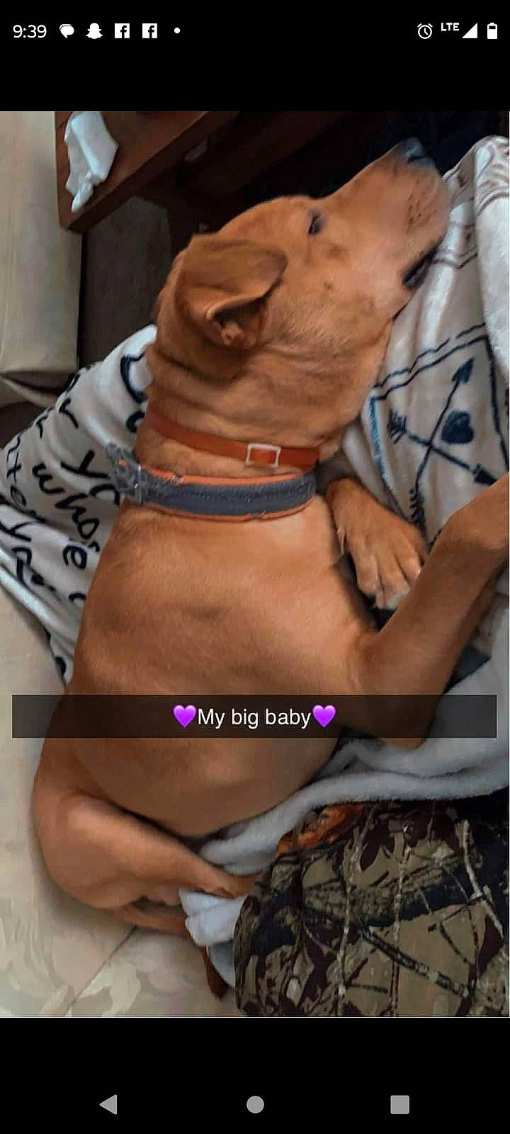 Xaine joined the competition — help win amazing prizes! abdomen, barechested, canidae, carnivore, chest, collar, companion_dog, dog, dog_breed, dog_collar, dog_supply, fawn, human_leg, liver, pet_supply, snout, sporting_group, sunglasses, thigh, working_animal