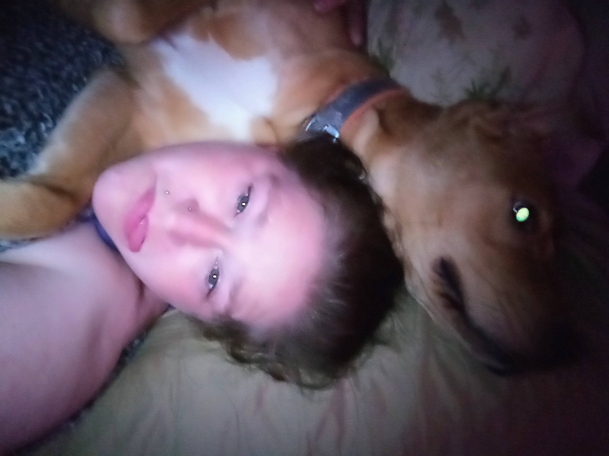 Xaine is registered to the contest to win money with this photo: abdomen, carnivore, cheek, comfort, companion_dog, dog_breed, eye, eyebrow, eyelash, face, fawn, fun, fur, head, iris, nose, skin, toy, trunk, whiskers