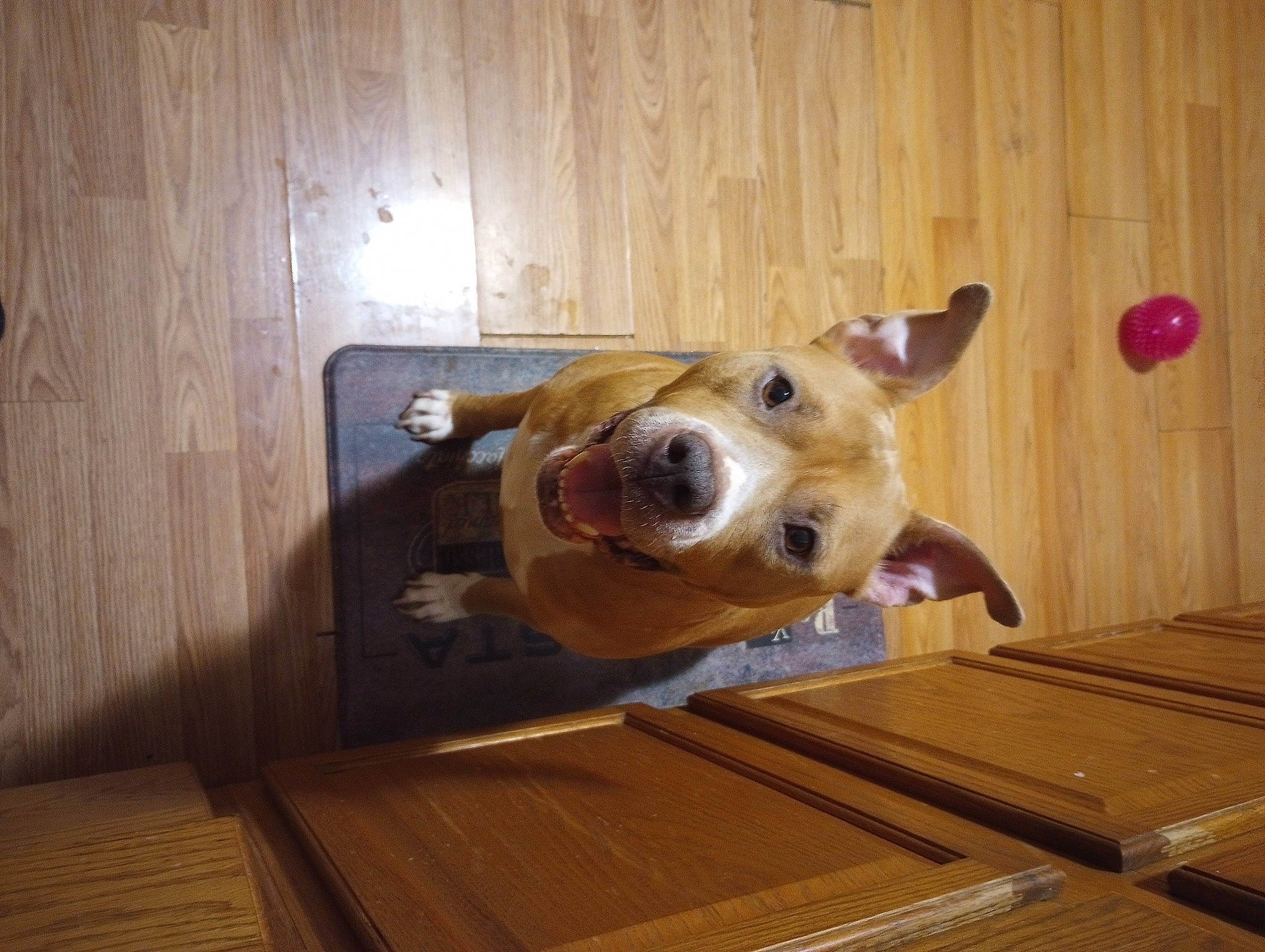 Miracle is registered to the contest to win money with this photo: canidae, carnivore, companion_dog, dog, dog_breed, fawn, floor, flooring, fur, hardwood, plank, plywood, room, snout, varnish, whiskers, wood, wood_flooring, wood_stain, working_animal